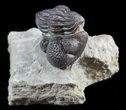 Rare, Eifel Geesops Trilobite - Germany #50606-1